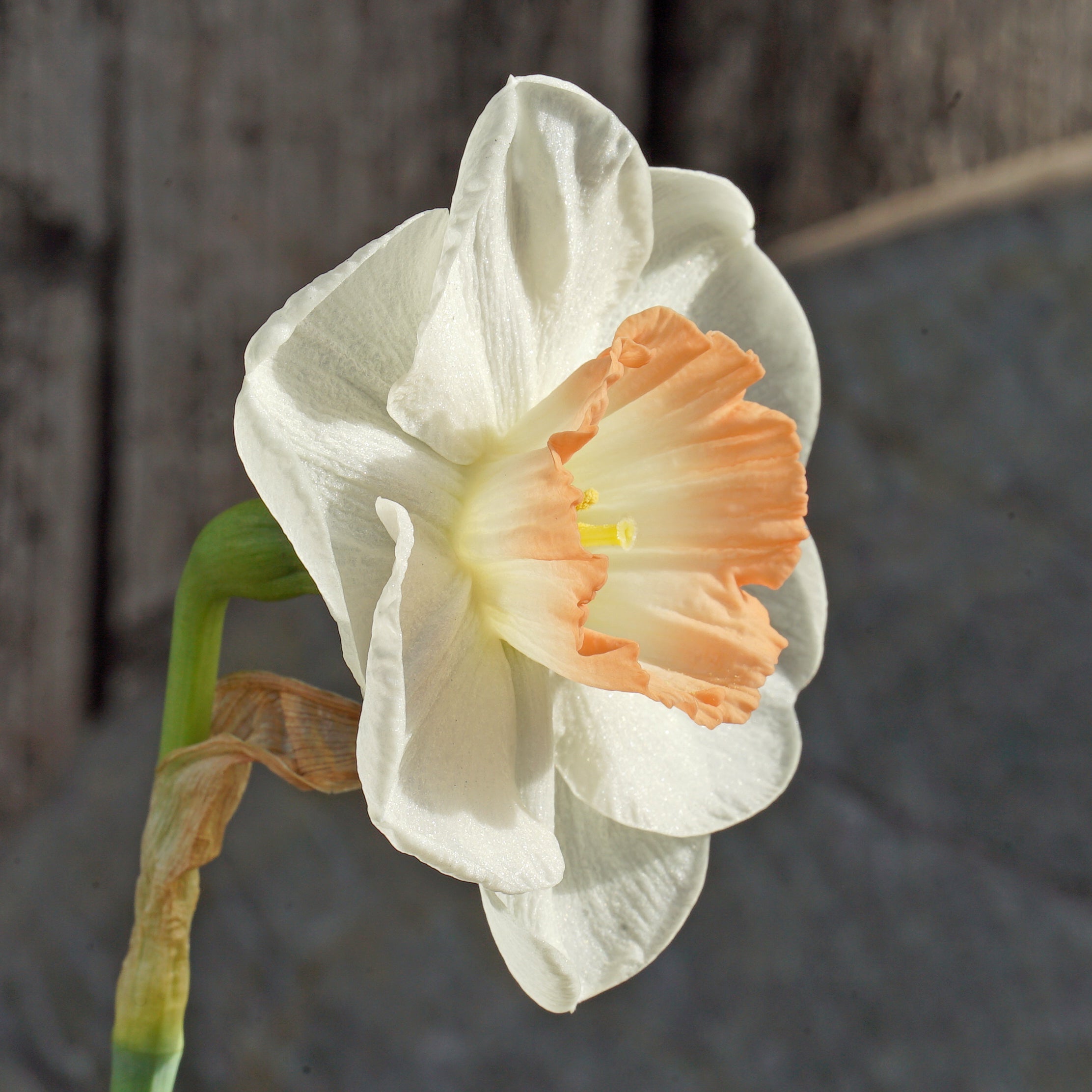 Pink Marvel - Special Narcissus - Fluwel