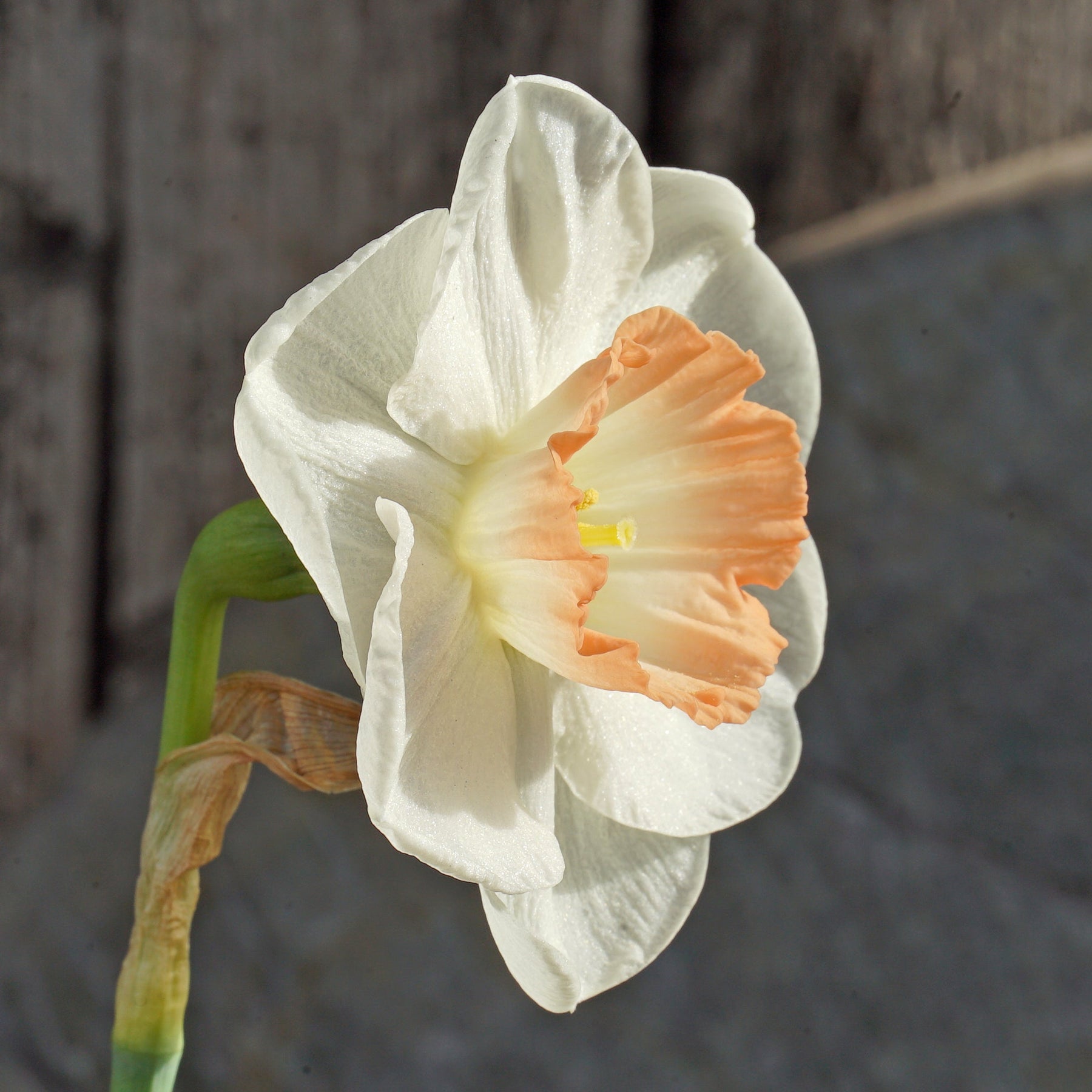 Pink Marvel - Special Narcissus - Fluwel