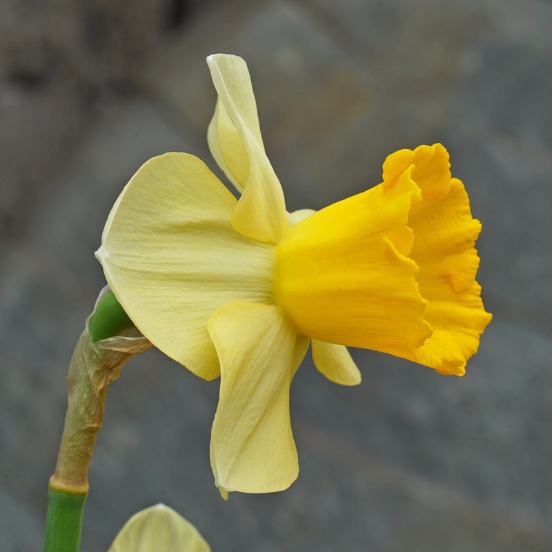 Narcissen