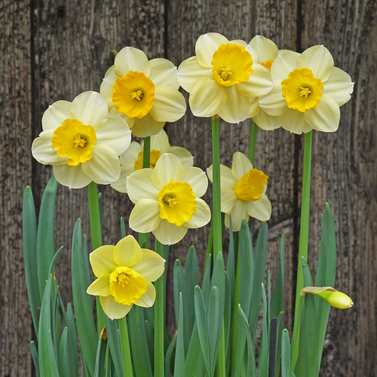 Pipo - gele Large-cupped narcis - Fluwel