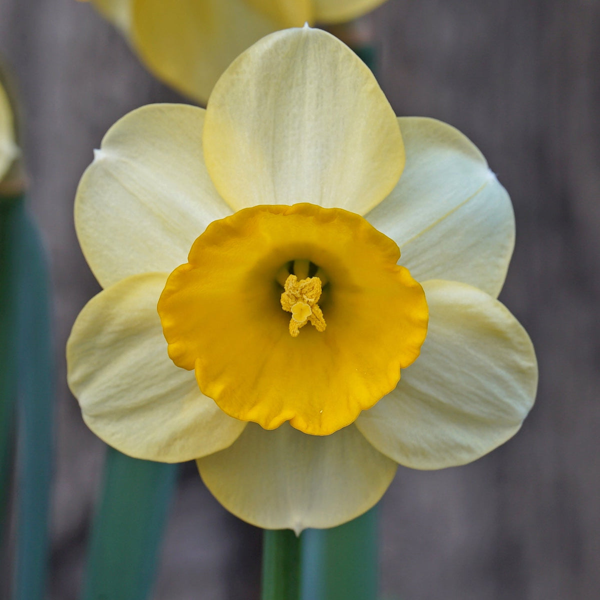 Pipo - gele Large-cupped narcis - Fluwel