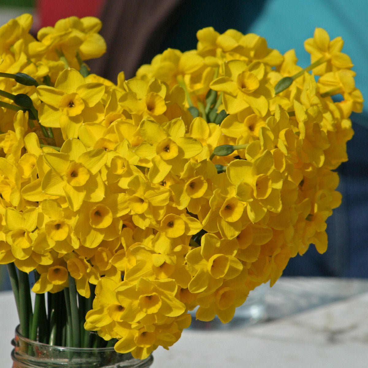 Pixie's Sister - Special Narcissus - Fluwel