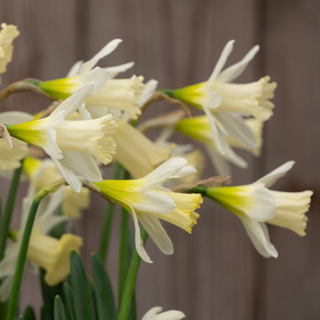 Pledge - witte Trumpet narcis - Fluwel
