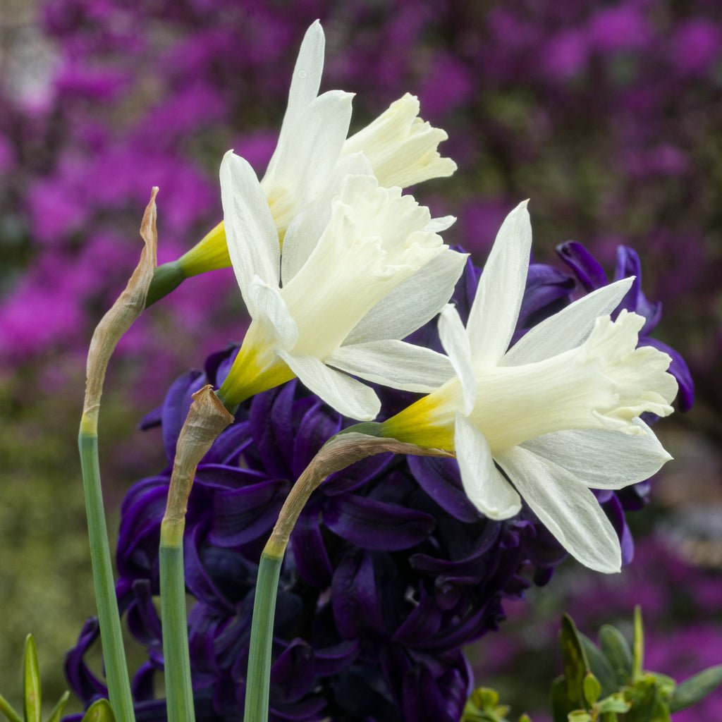 Pledge - witte Trumpet narcis - Fluwel
