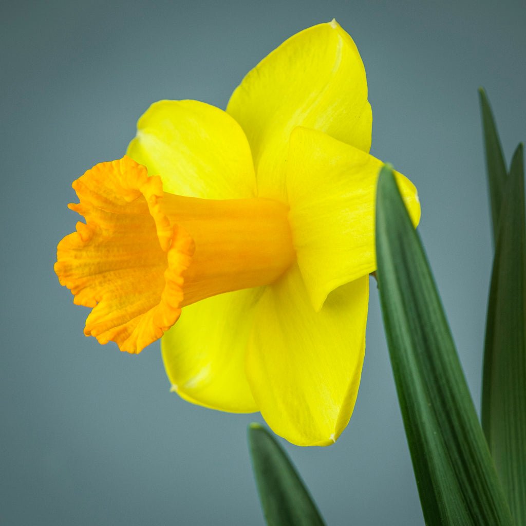 Plymouth Hoe - Special Narcissus - Fluwel