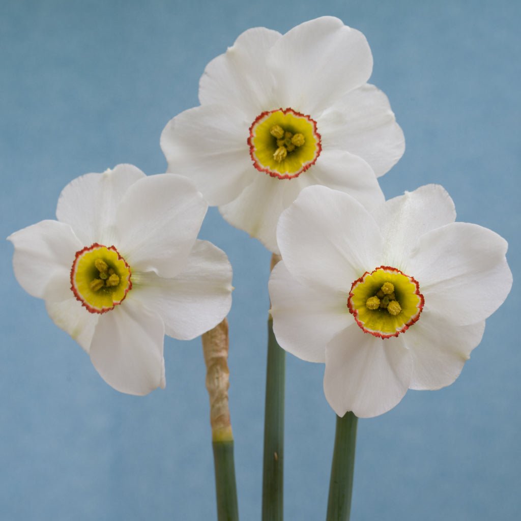 poeticus hellenicus - wit-gele Poeticus narcis - Fluwel