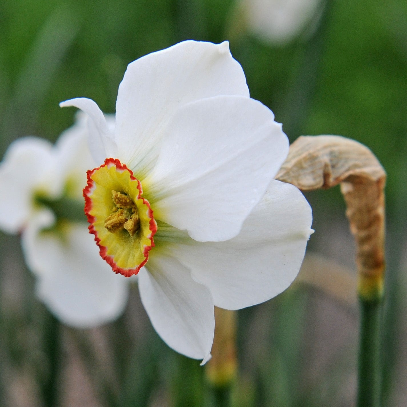 poeticus hellenicus - Special Narcissus - Fluwel