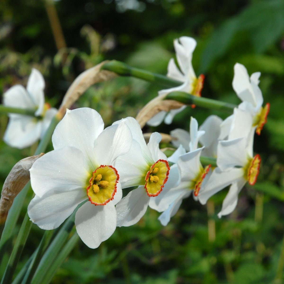 poeticus hellenicus - wit-gele Poeticus narcis - Fluwel