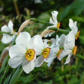 poeticus hellenicus - Special Narcissus - Fluwel