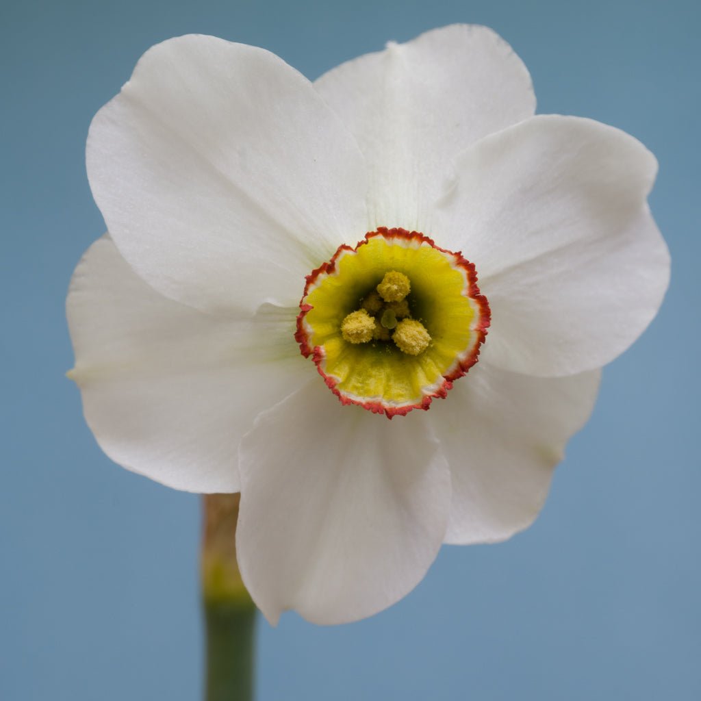poeticus hellenicus - wit-gele Poeticus narcis - Fluwel