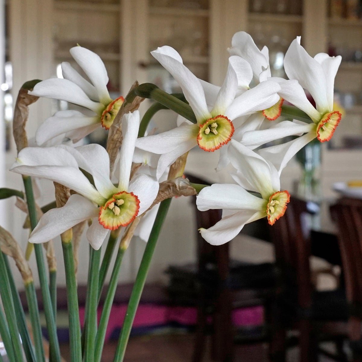poeticus physaloides - Special Narcissus - Fluwel