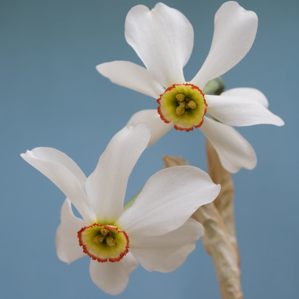 poeticus physaloides - wit-gele Poeticus narcis - Fluwel