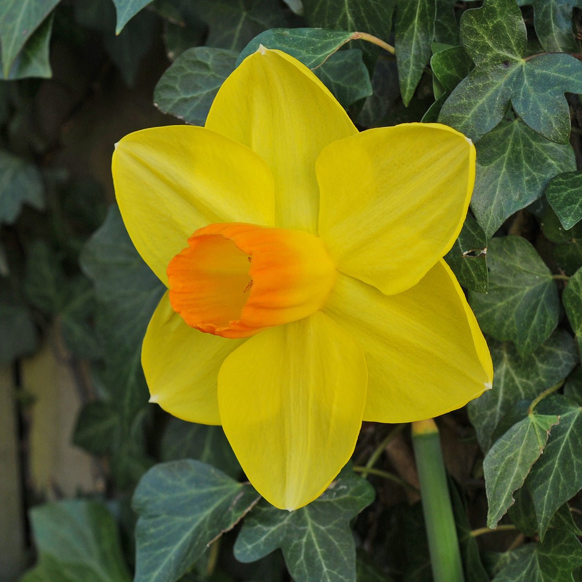 Pompiere - Special Narcissus - Fluwel