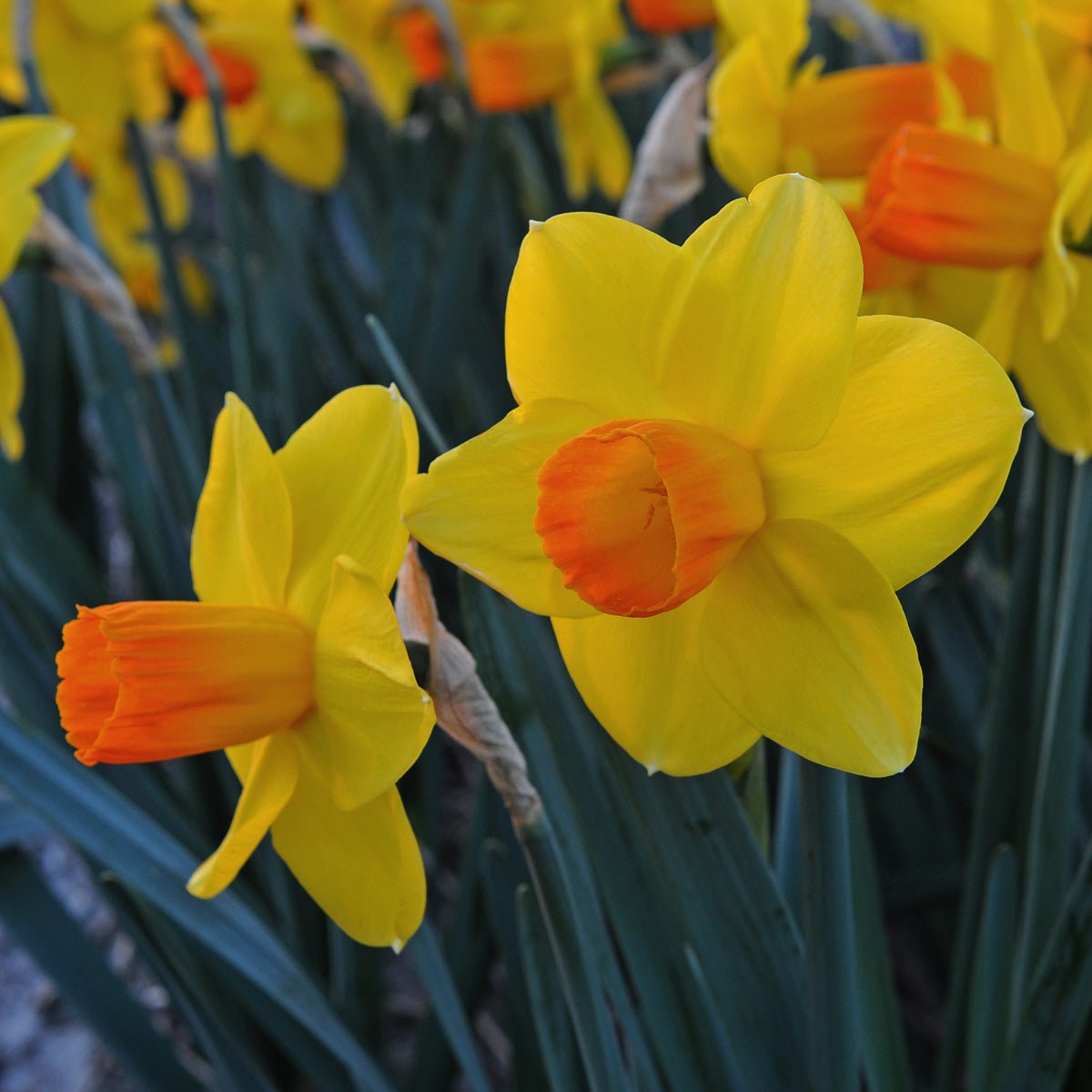 Pompiere - Special Narcissus - Fluwel