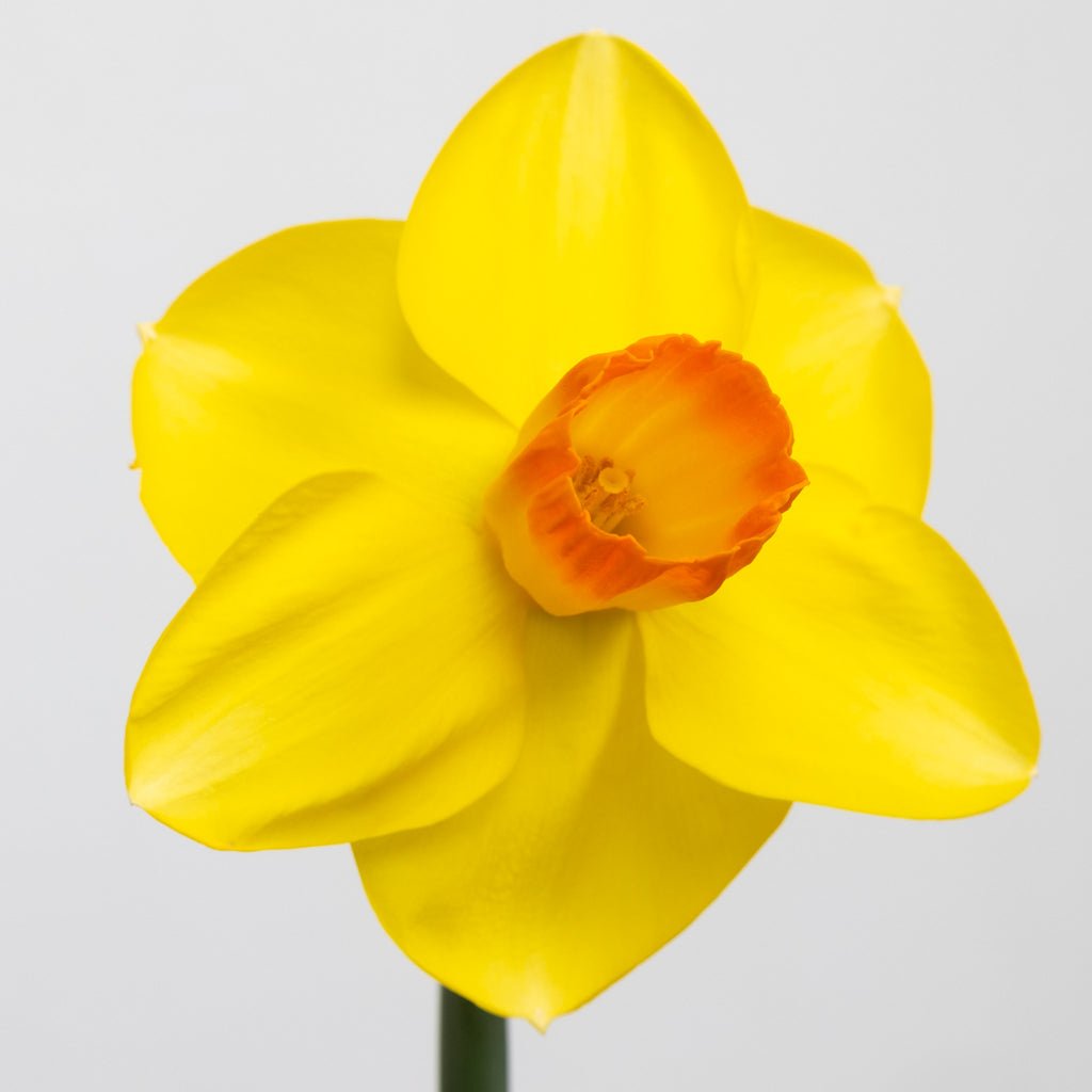 Pompiere - geel-oranje Large-cupped narcis - Fluwel