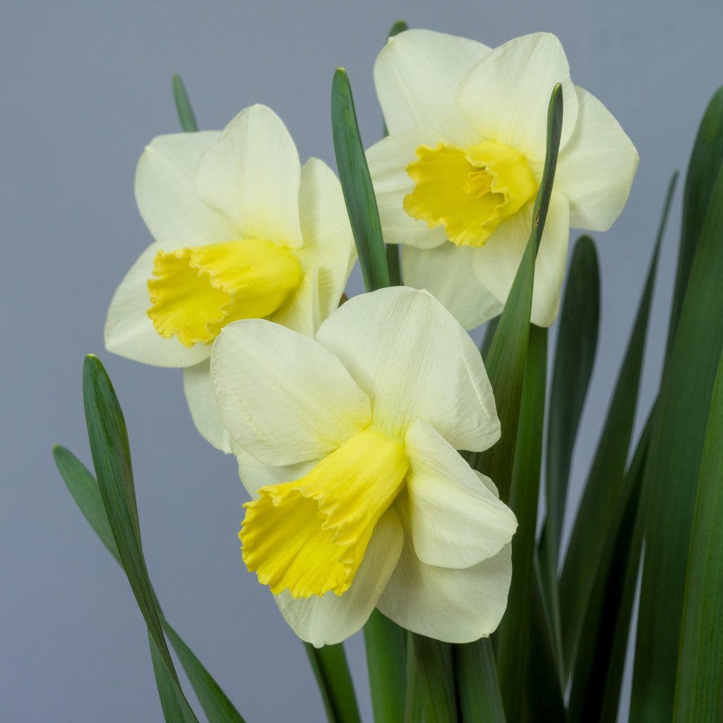 POPS Legacy - Special Narcissus - Fluwel