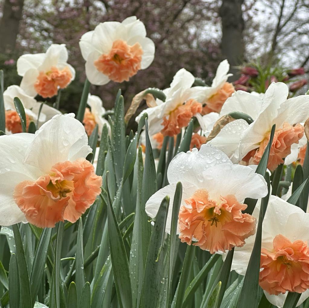 Precocious - Narcissus - Fluwel