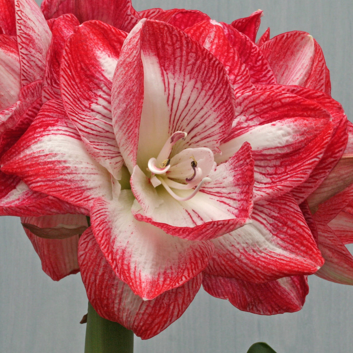 Promise - Special Amaryllis - Fluwel