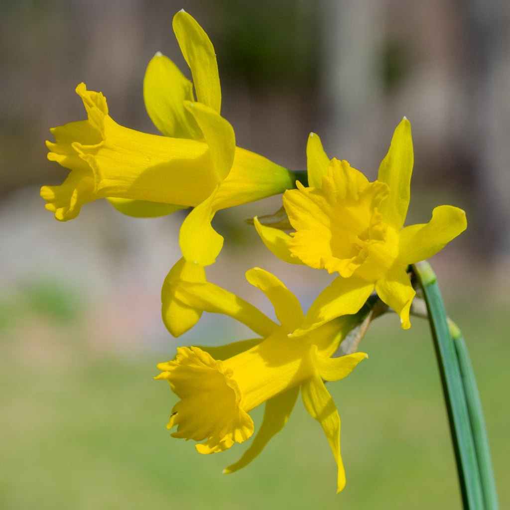 pumilus - gele narcis - Fluwel