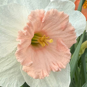Pumpernikkeli - Special Narcissus - Fluwel