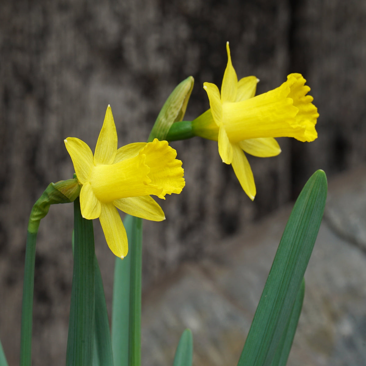 Punk - gele Trumpet narcis - Fluwel