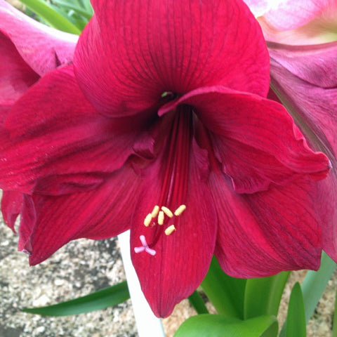 Purple Queen - Special Amaryllis - Fluwel