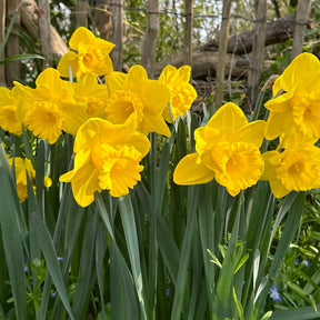 Queen Beatrix - Narcissus - Fluwel