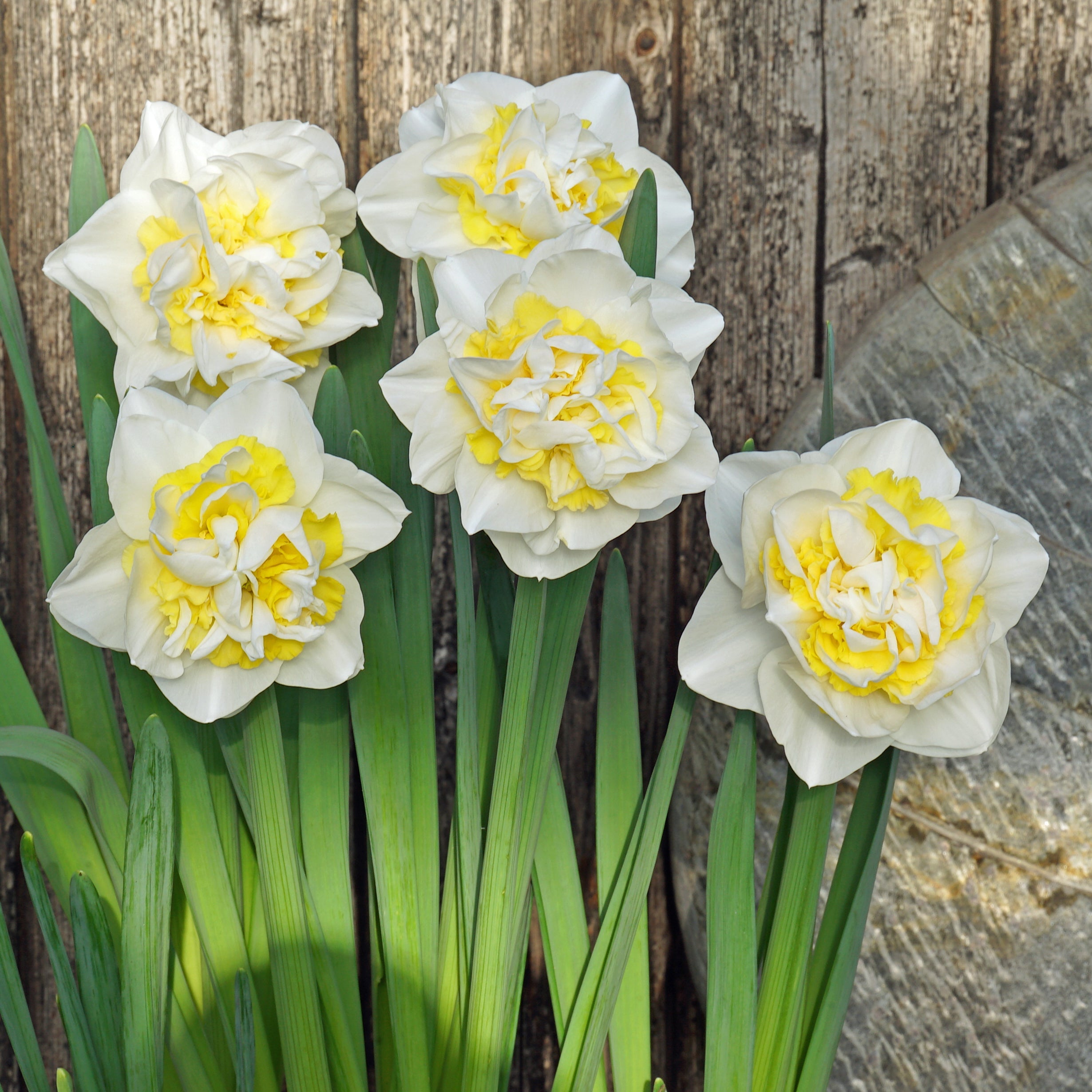 Queen Behaviour - wit-gele Double narcis - Fluwel
