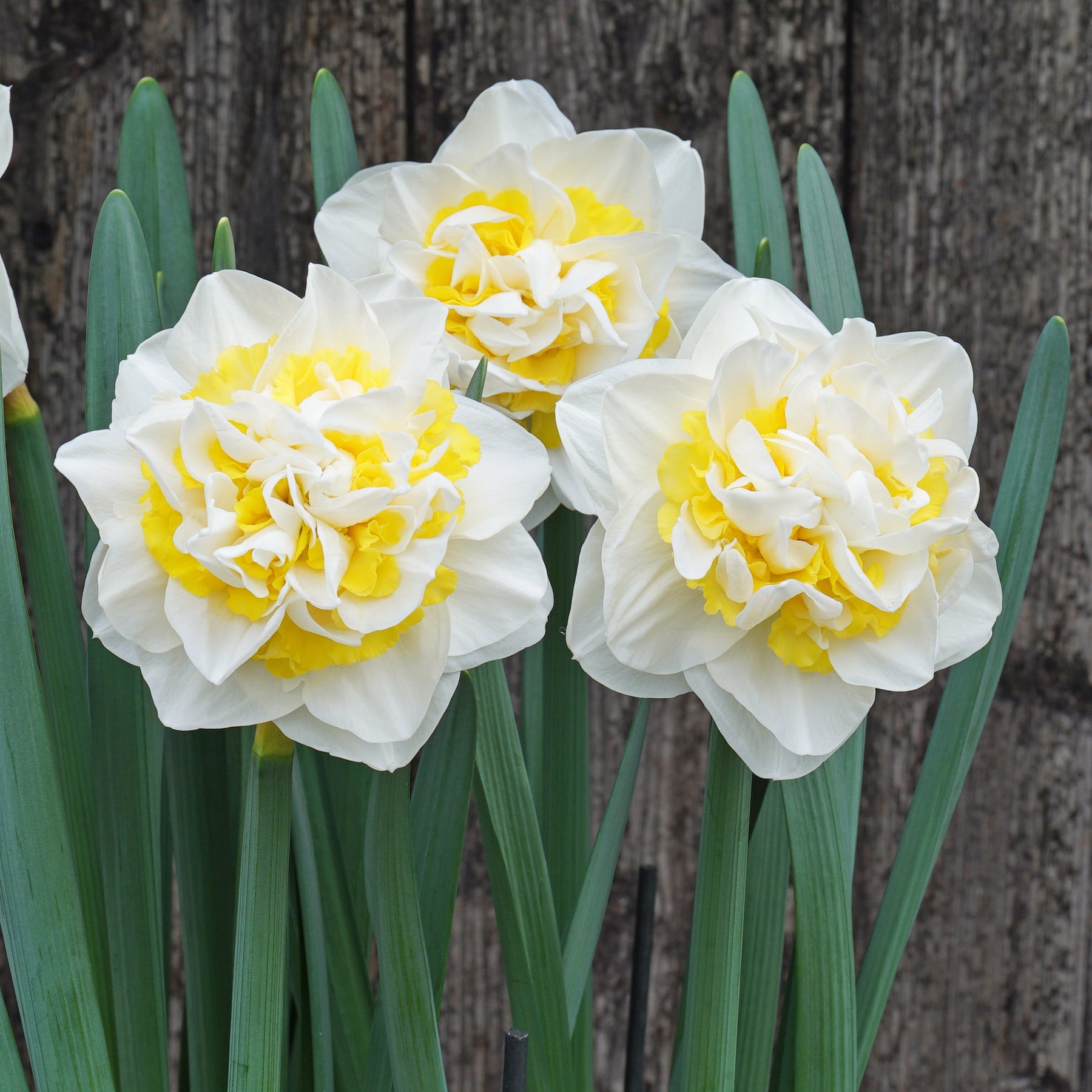 Queen Behaviour - Special Narcissus - Fluwel