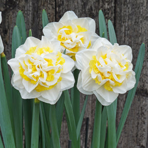 Queen Behaviour - Special Narcissus - Fluwel