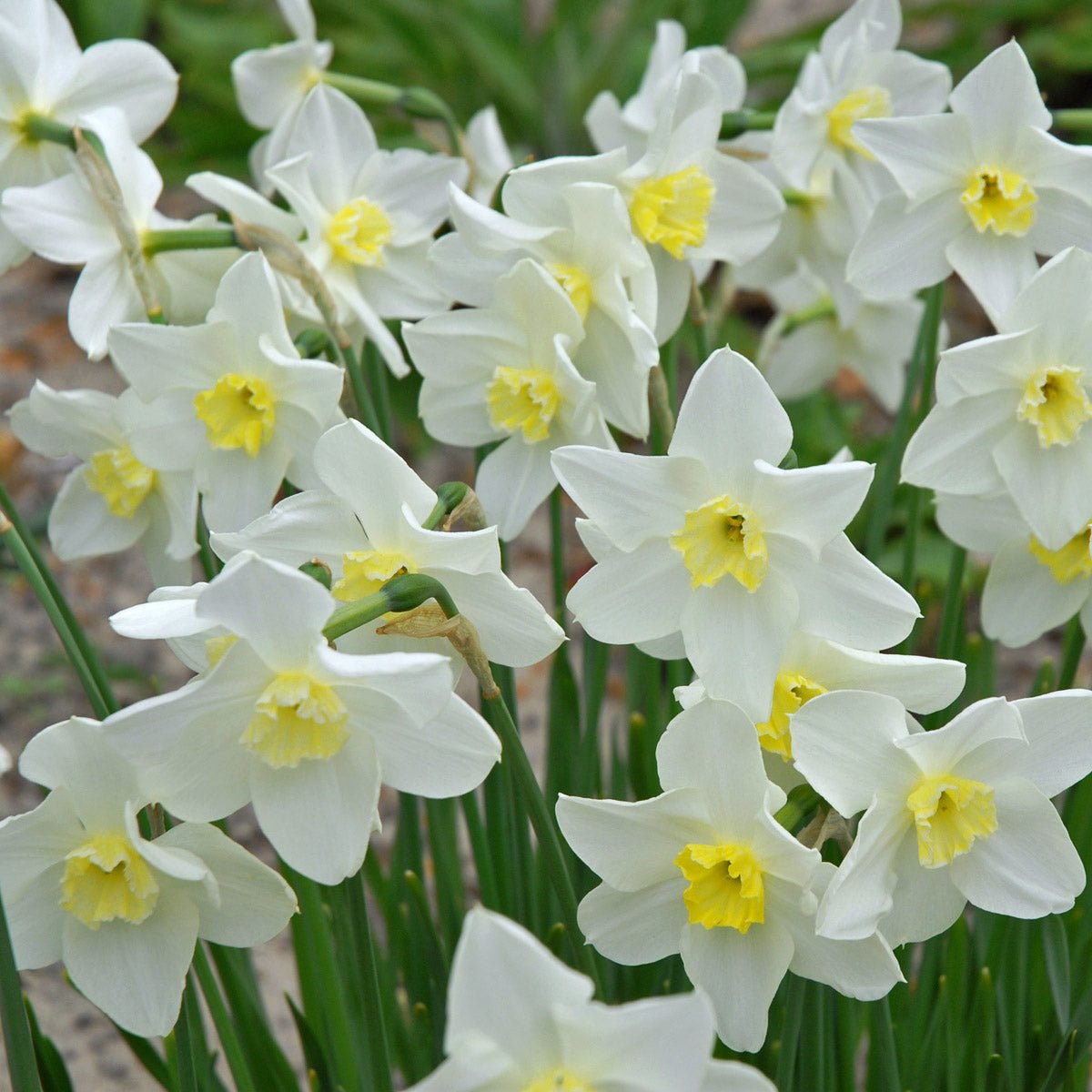 Queen of the North - Narcissus - Fluwel