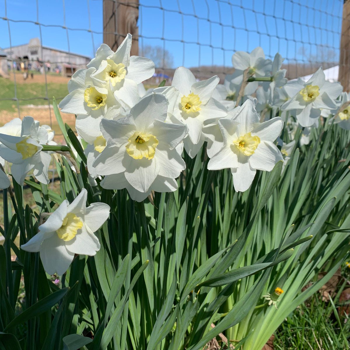 Queen of the North - Narcissus - Fluwel
