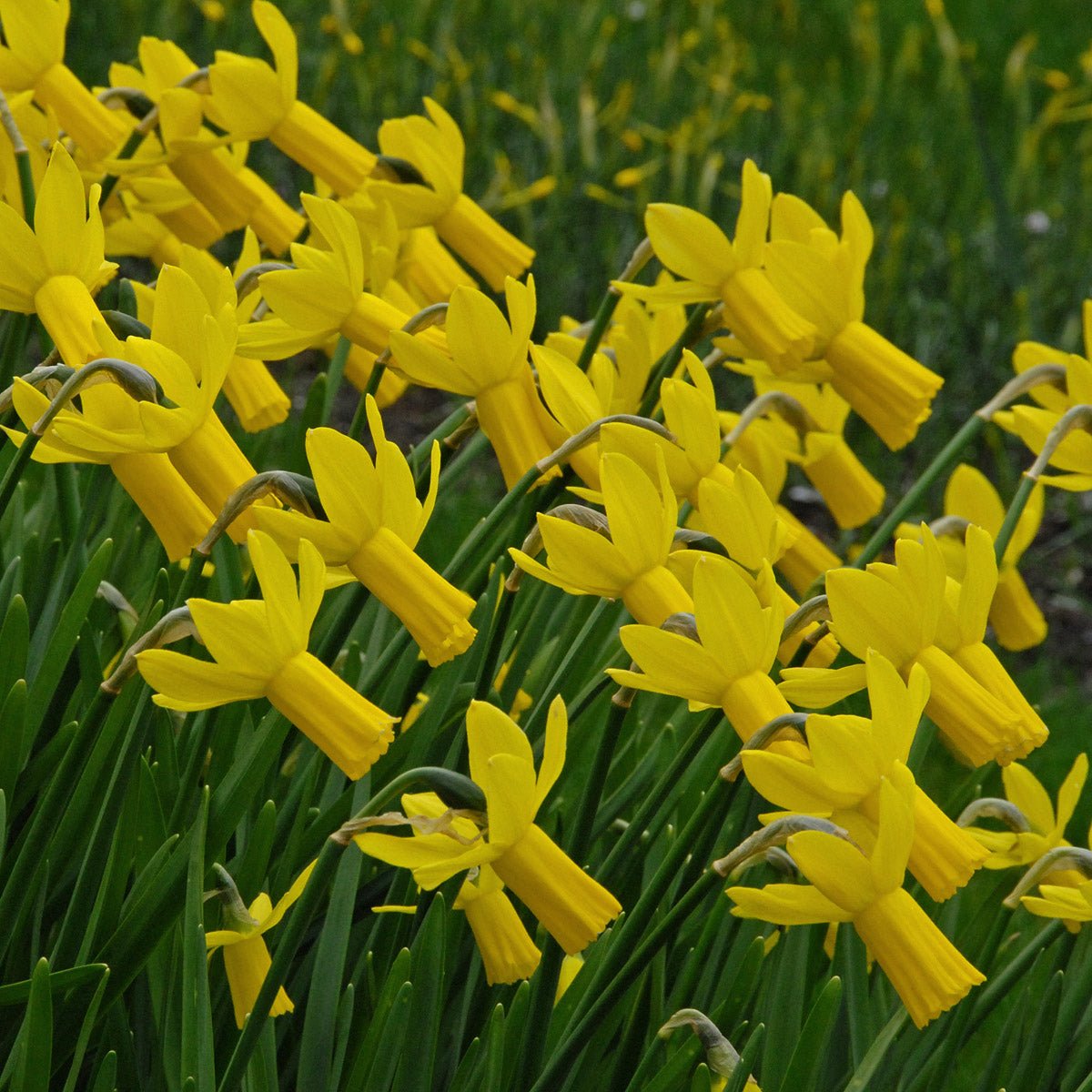 Rapture - Special Narcissus - Fluwel