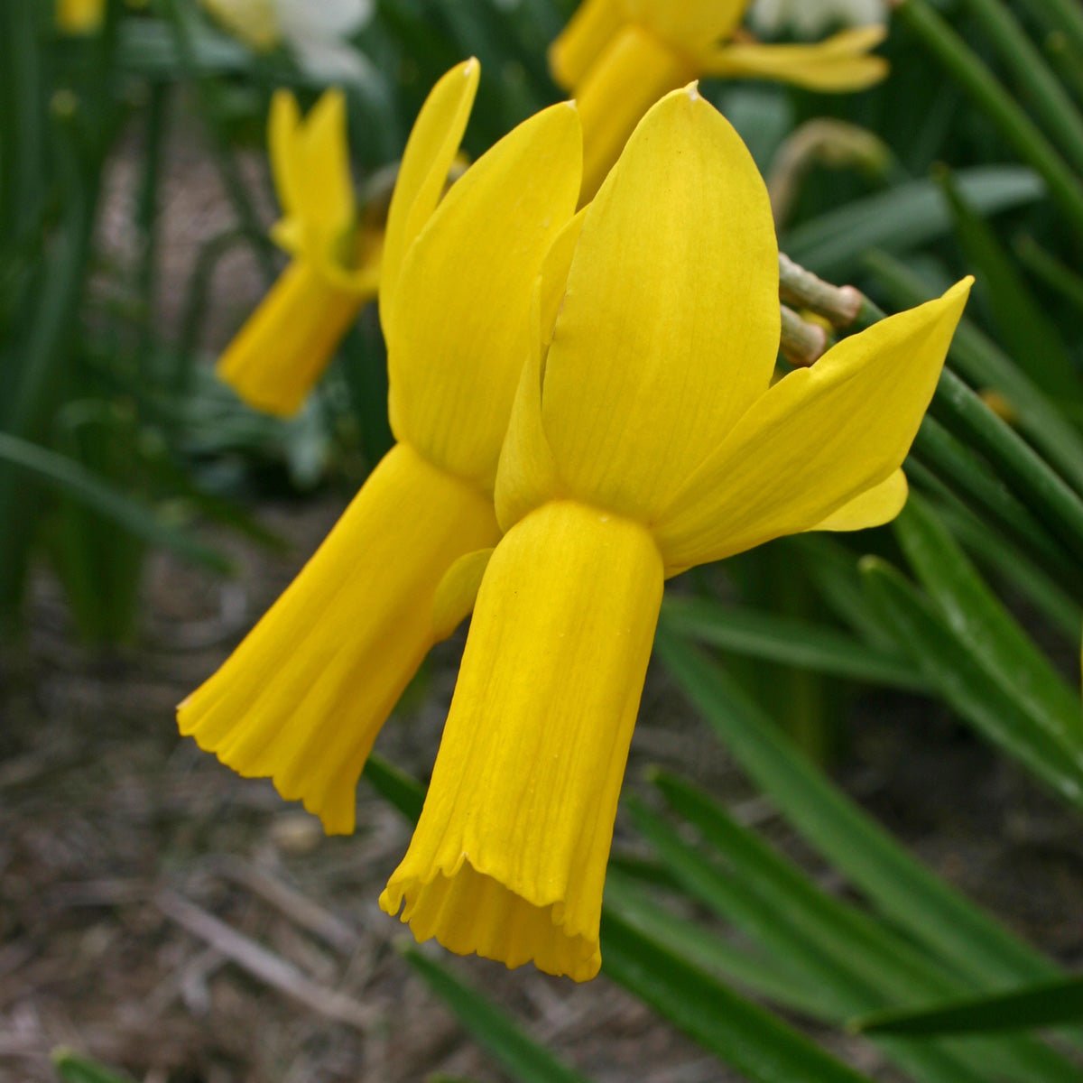 Rapture - Special Narcissus - Fluwel
