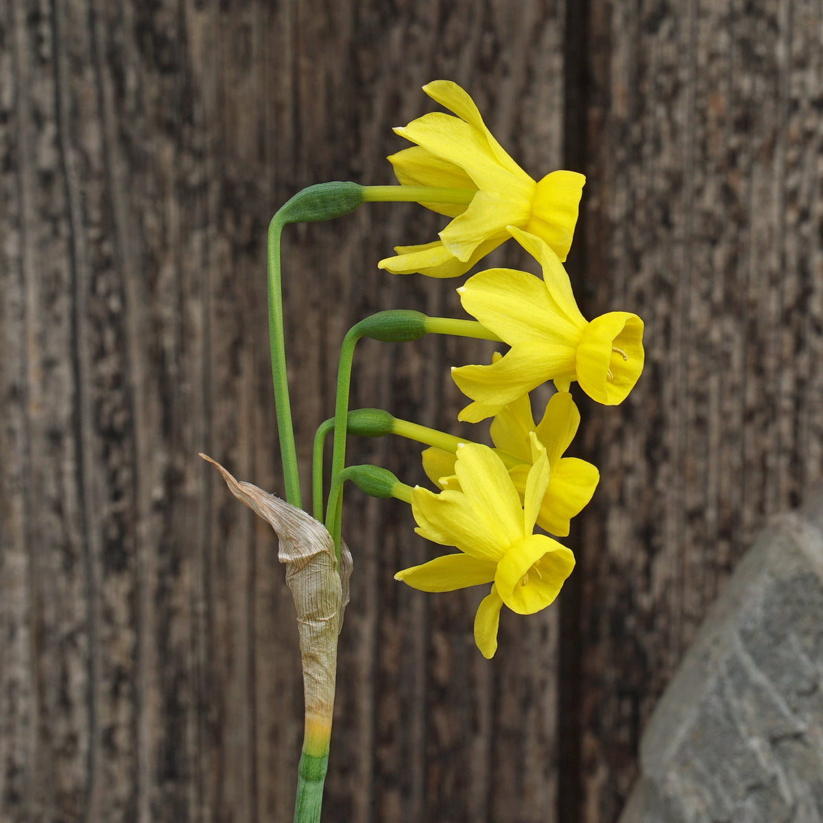 Razzmatazz - Special Narcissus - Fluwel