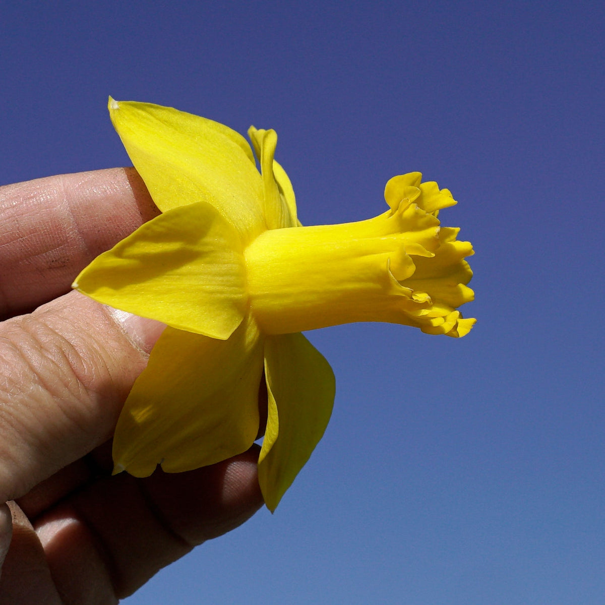 Rebel Rebel - gele Cyclamineus narcis - Fluwel