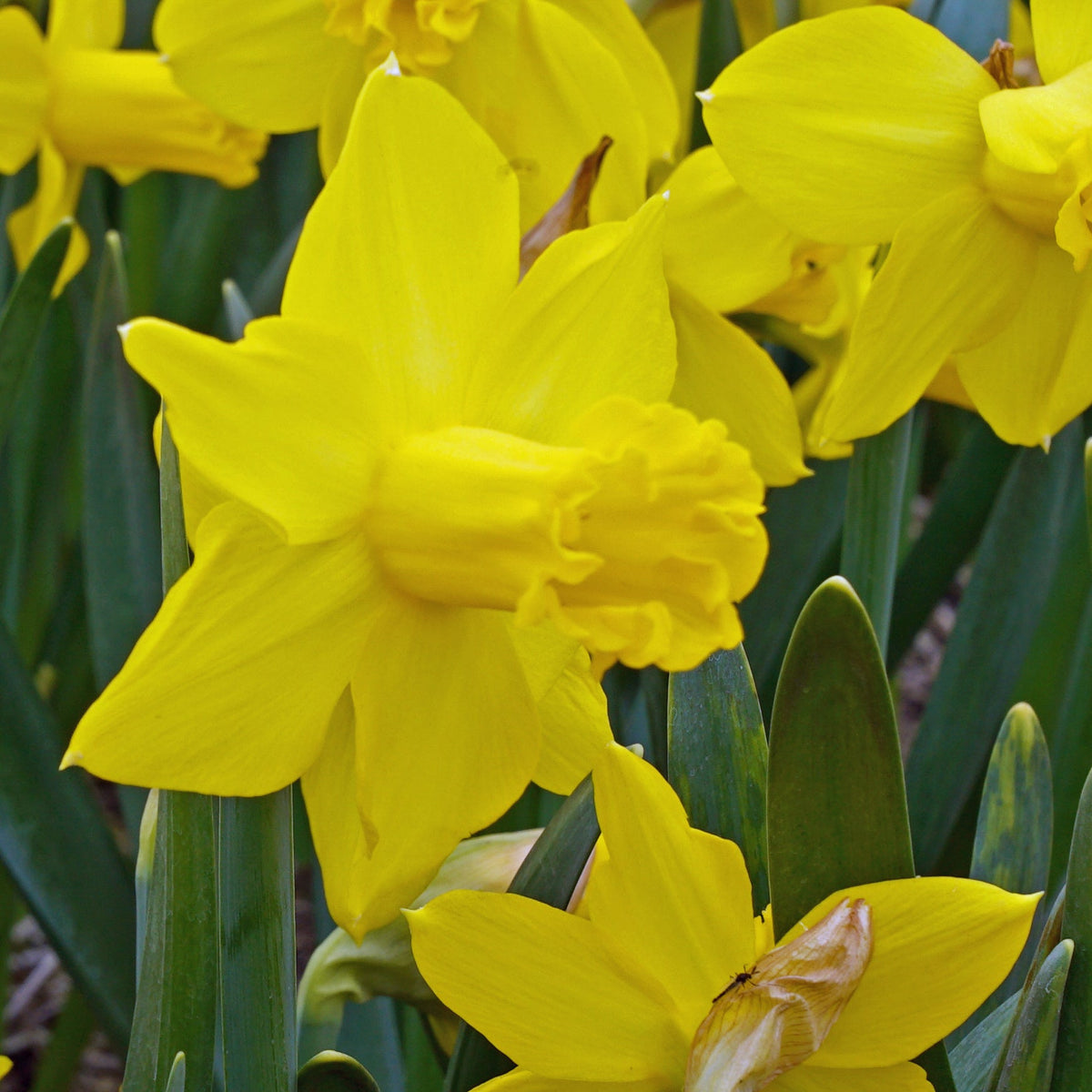 Rebel Rebel - Special Narcissus - Fluwel