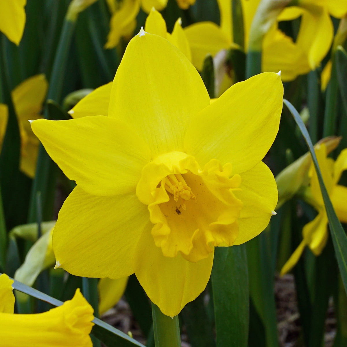 Rebel Rebel - Special Narcissus - Fluwel