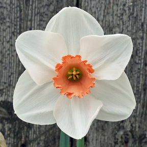Red Passion - Special Narcissus - Fluwel