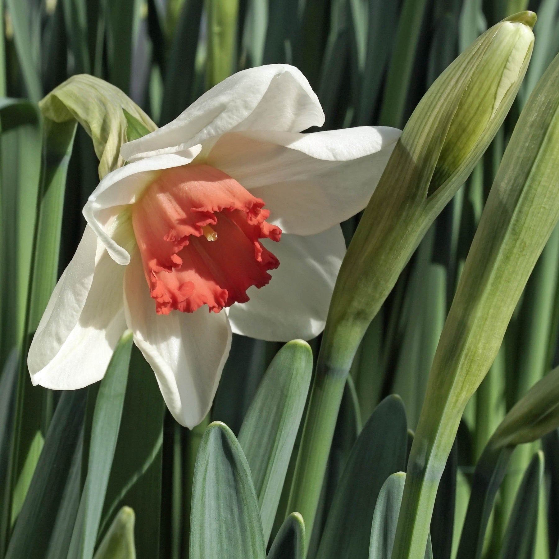 Red Passion - Special Narcissus - Fluwel