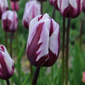 Rems Favorite - Tulips - Fluwel