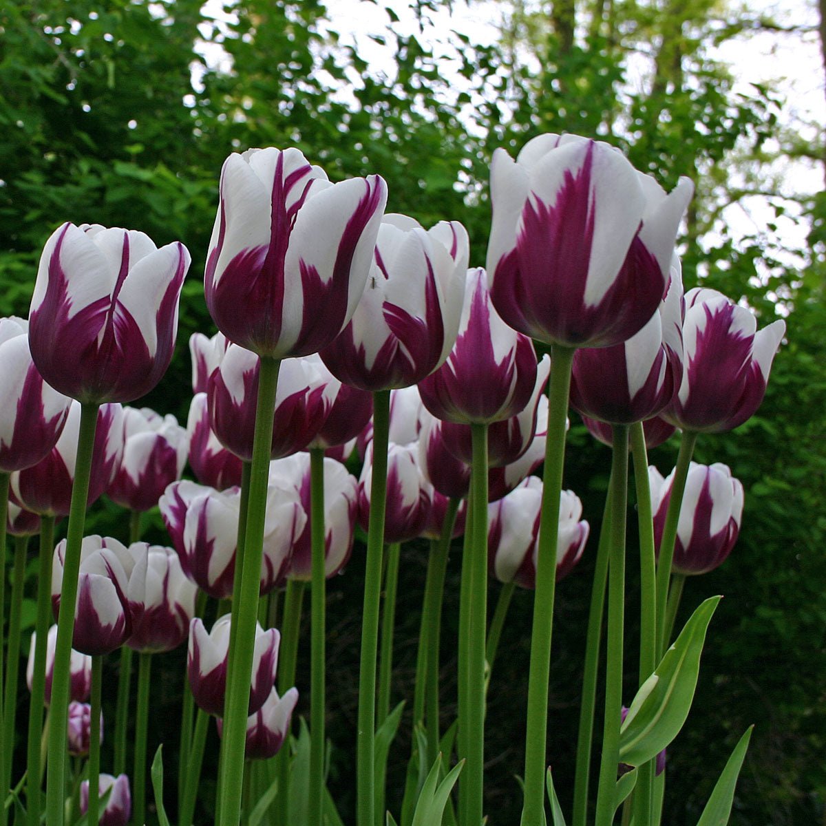 Rems Favorite - Tulips - Fluwel