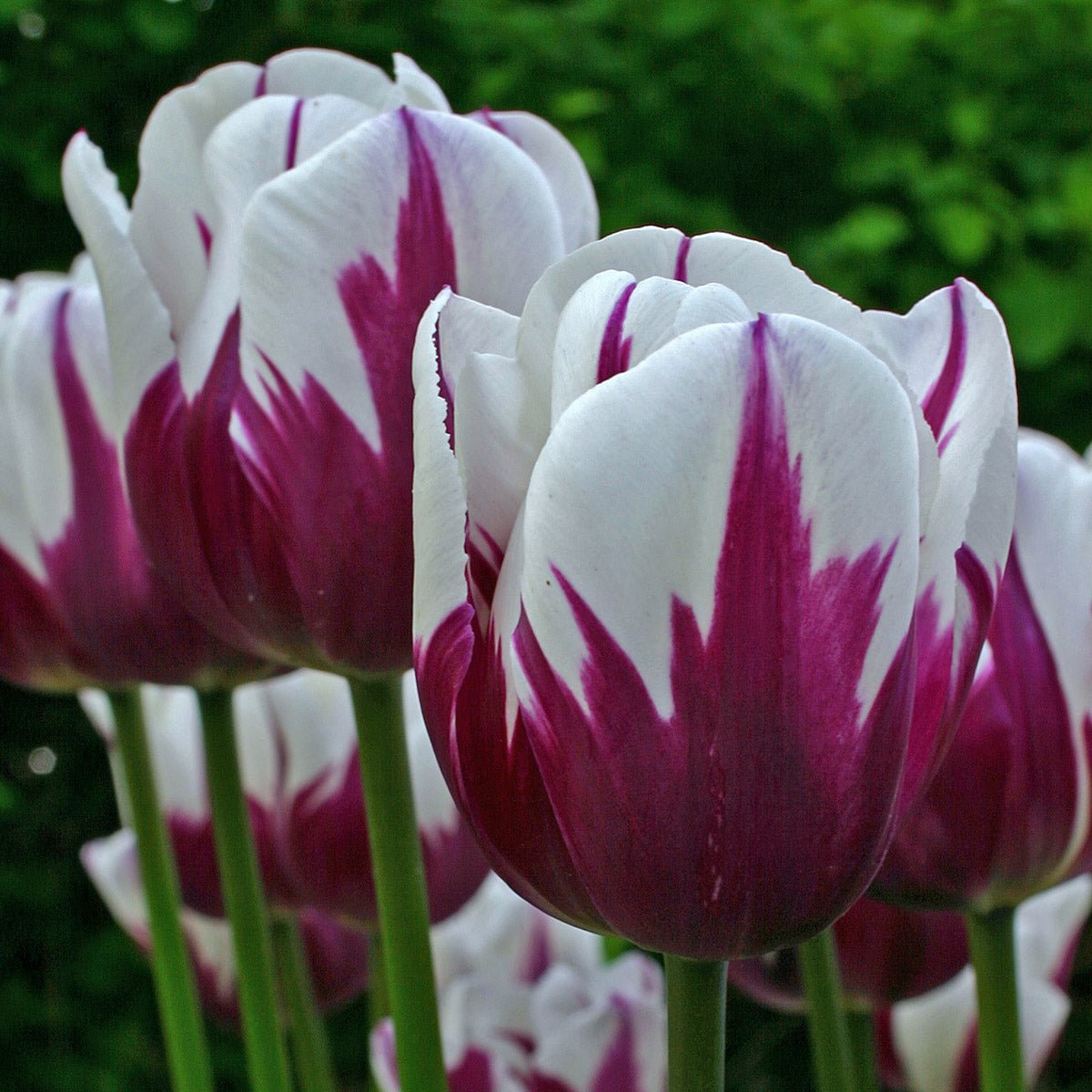 Rems Favorite - Tulips - Fluwel