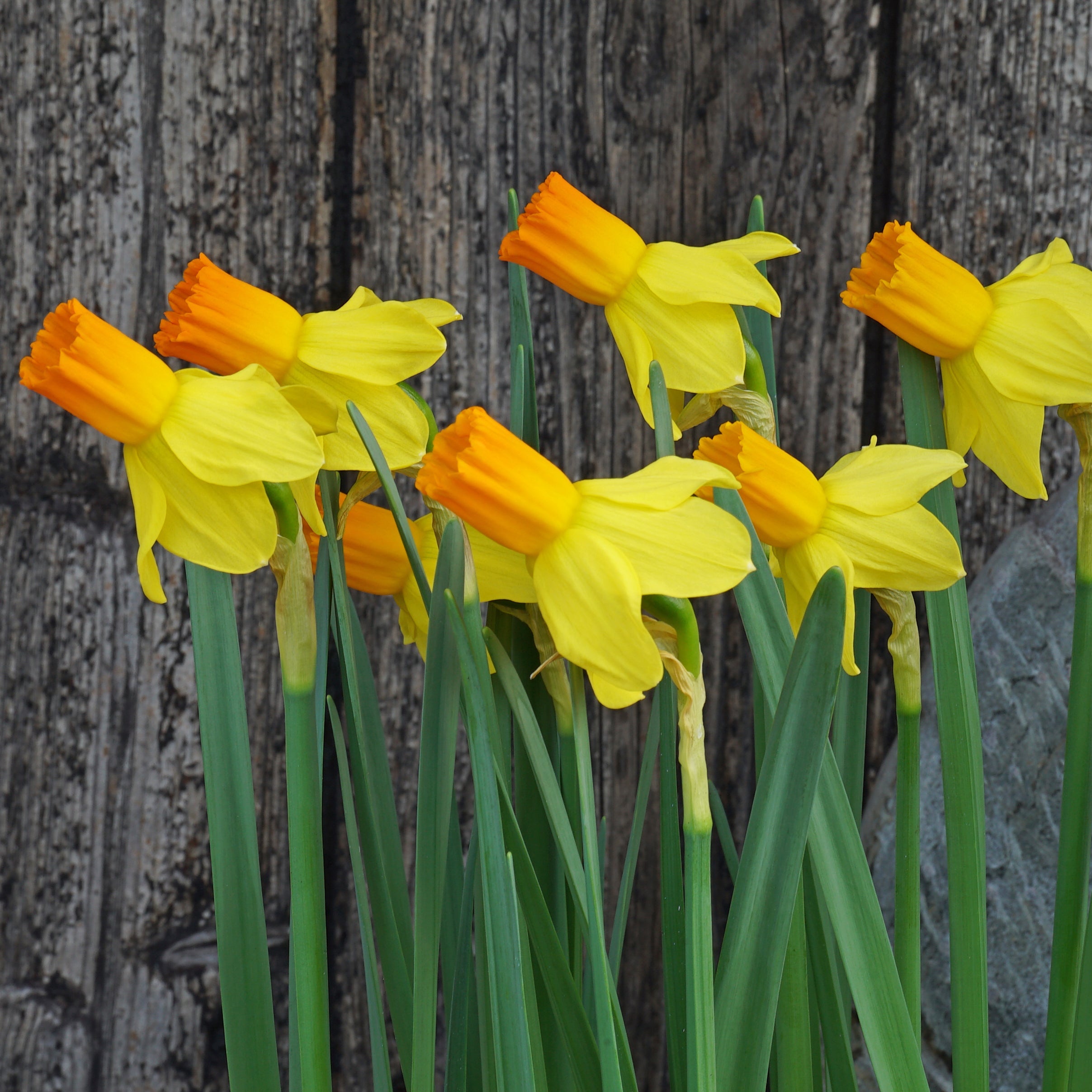 Right Stuff - Special Narcissus - Fluwel