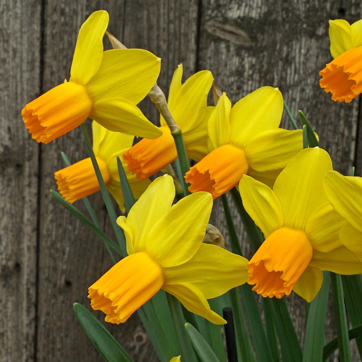 Right Stuff - Special Narcissus - Fluwel