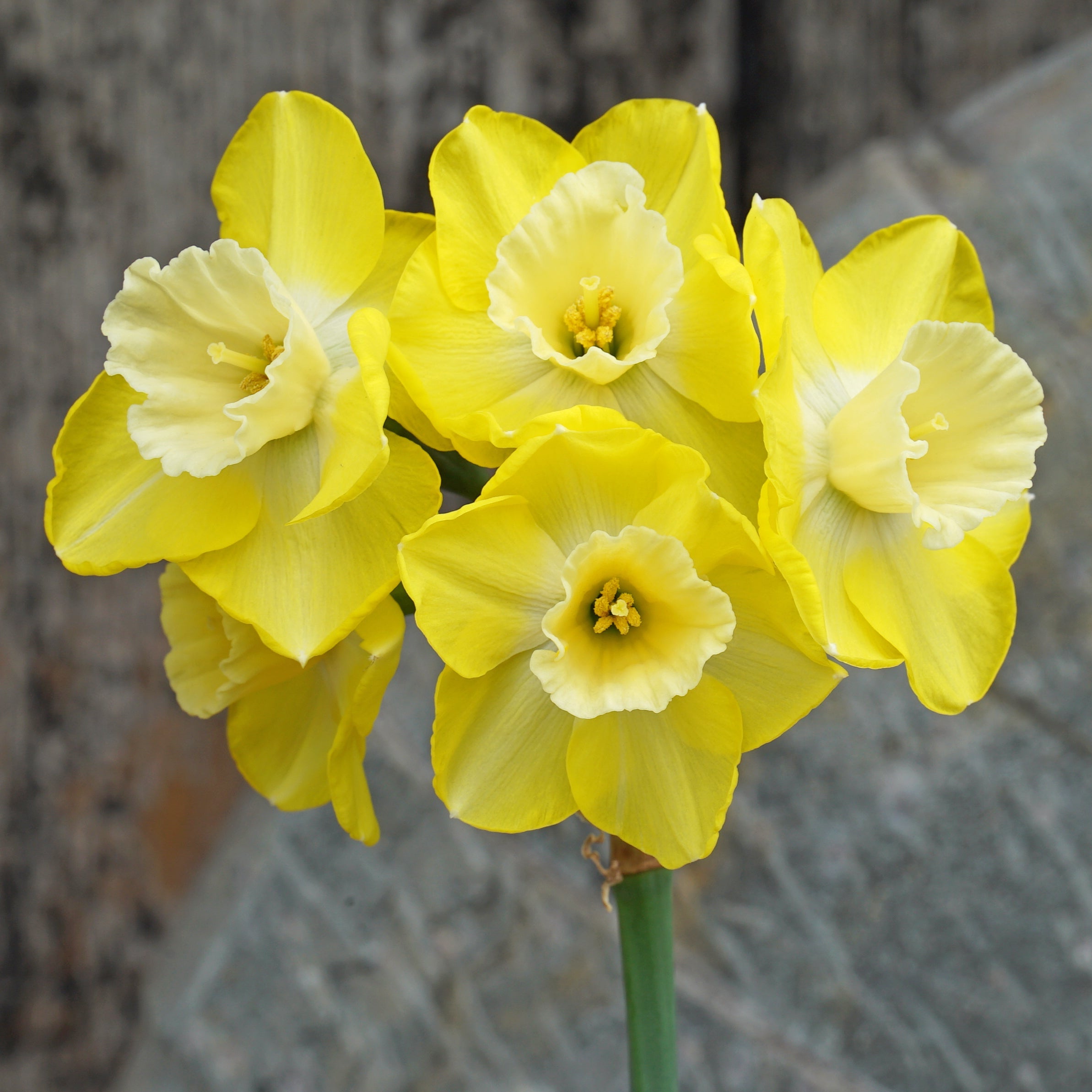 Road Runner - Special Narcissus - Fluwel