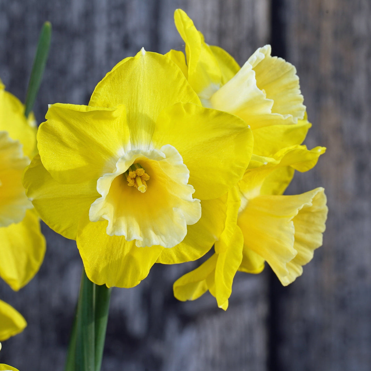 Road Runner - geel-witte Jonquilla narcis - Fluwel