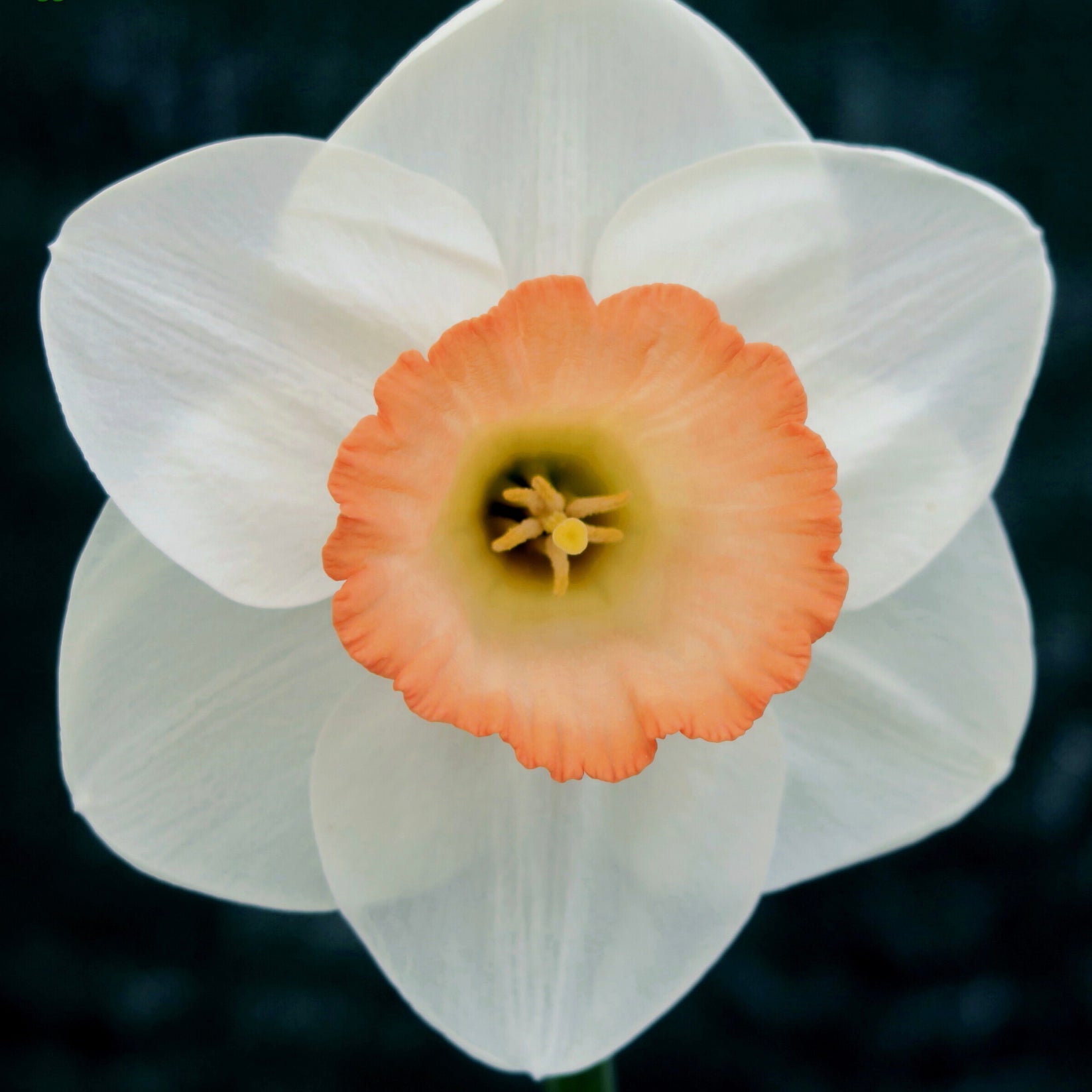 Robustian - Special Narcissus - Fluwel
