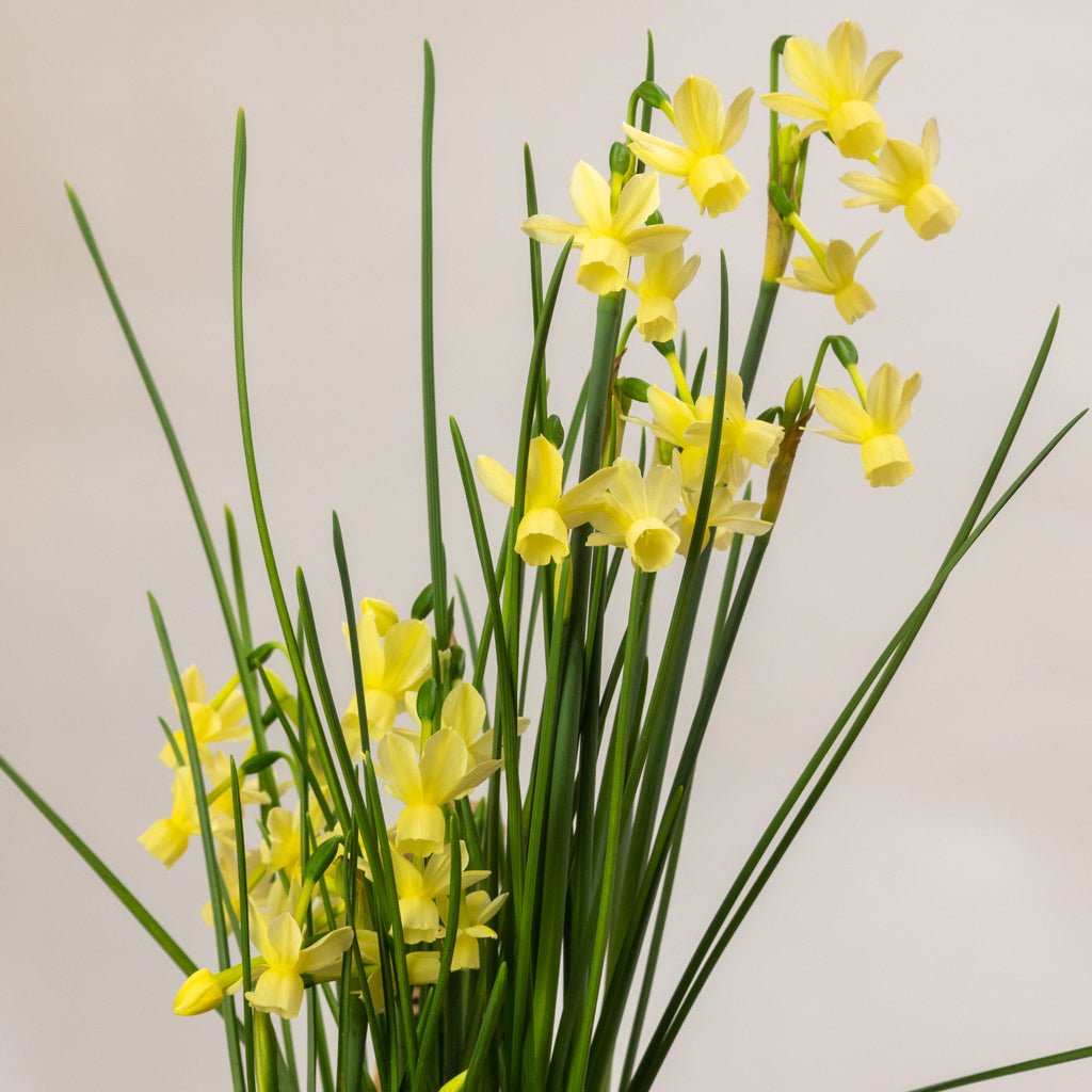 Romantique - Special Narcissus - Fluwel