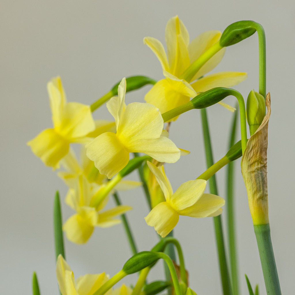 Romantique - Special Narcissus - Fluwel